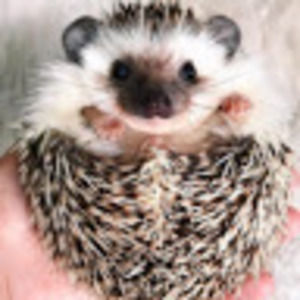 Meet your Posher, Addison